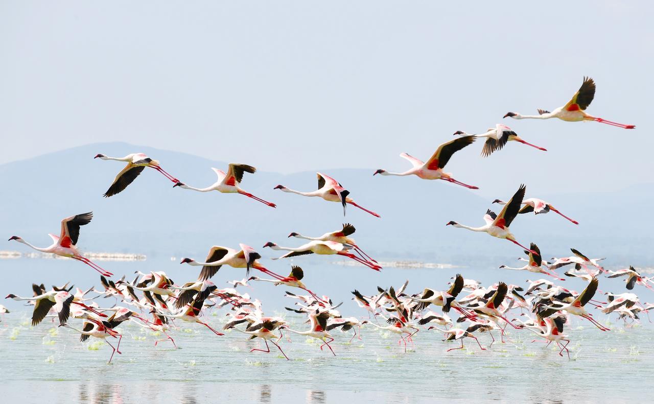 Mbweha Camp Lake Nakuru Elmenteita Luaran gambar