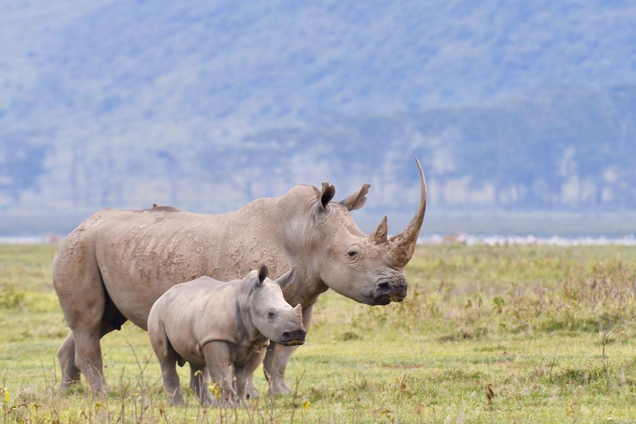 Mbweha Camp Lake Nakuru Elmenteita Luaran gambar