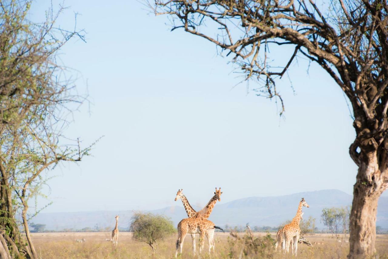 Mbweha Camp Lake Nakuru Elmenteita Luaran gambar